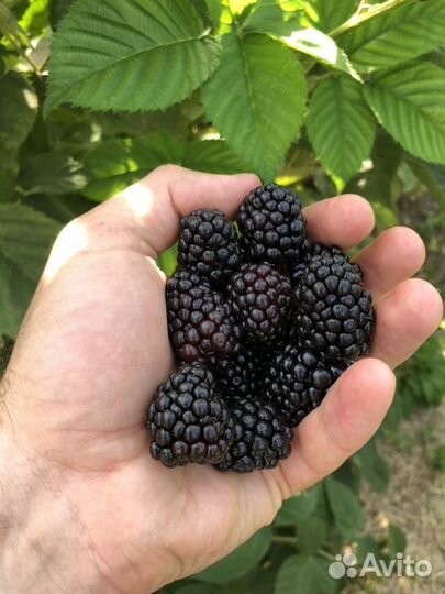 Ежевика и малина