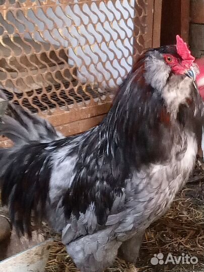 Петух амераукана