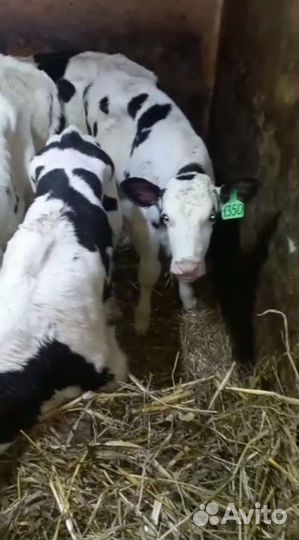 Бычки телята