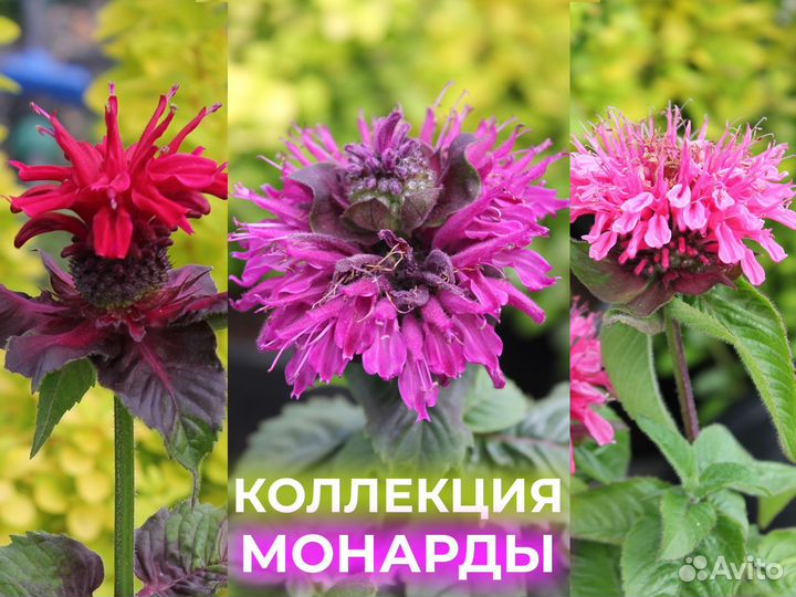 Пряные травы 85 сортов Оптом Питомник