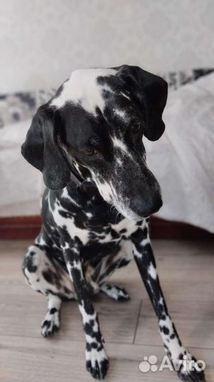 Далматинец