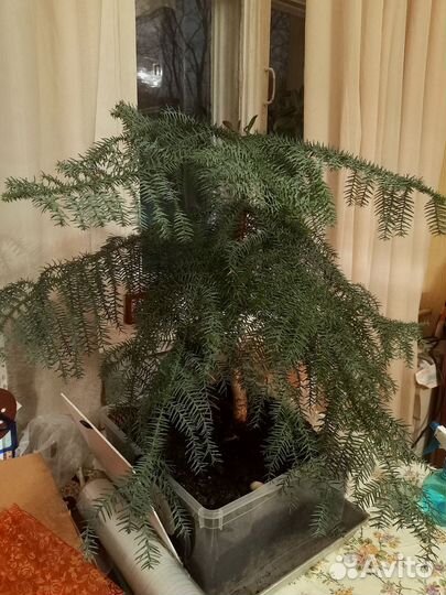 Араукария бонсай