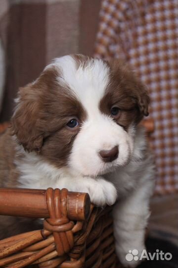 Бордер колли