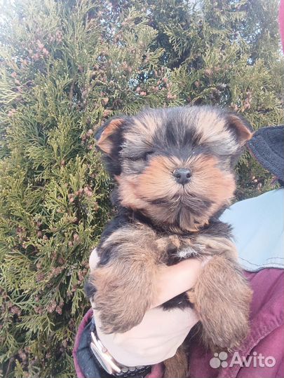 Йоркширский терьер