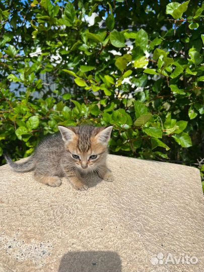 Котенок 1.5 месяца ищет дом