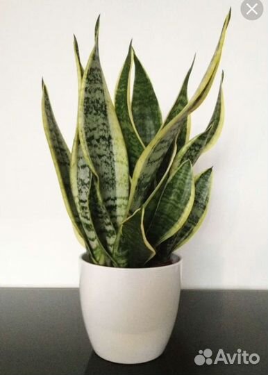 Сансевиерия Ларуенти