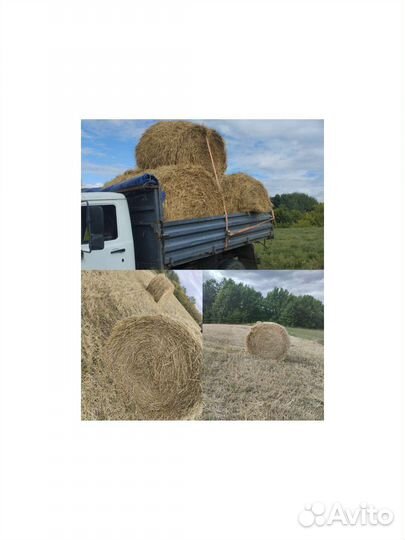 Солома ячменная ржаная пшеничная