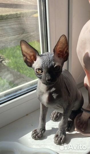 Донский сфинкс мальчик