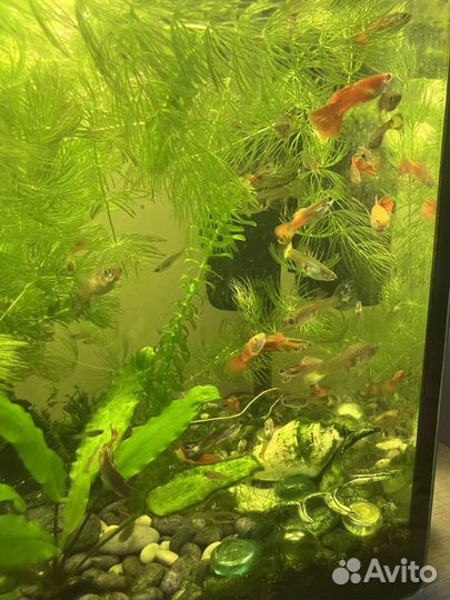 Гуппи мальки