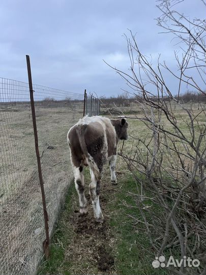 Телята бычки на откорм