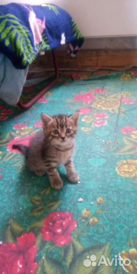 Котята