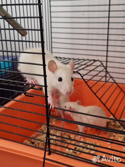 Крыса дамбо