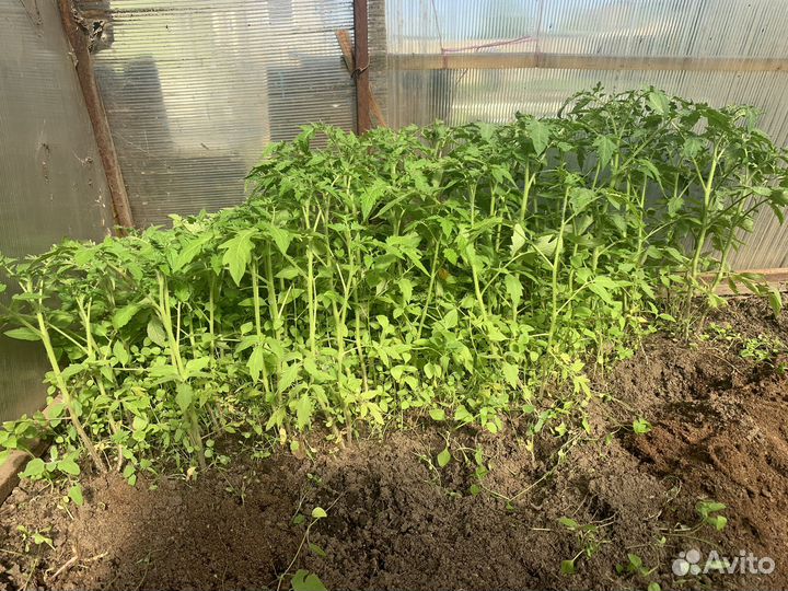 Саденцы помидор бычье сердце