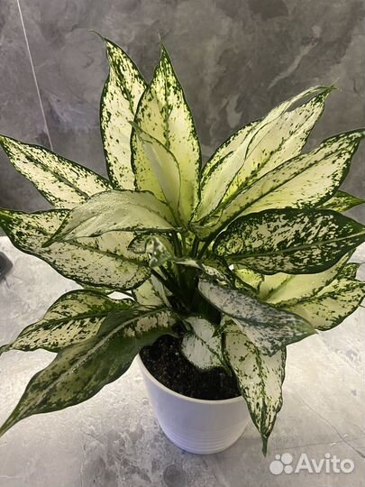 Аглаонема Сиам Парагон