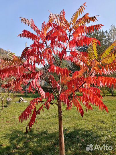 Саженцы сумах оленерогий