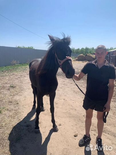 Кабыла 2 года