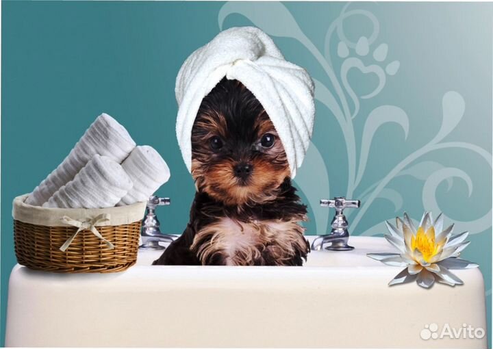 Стрижка собак