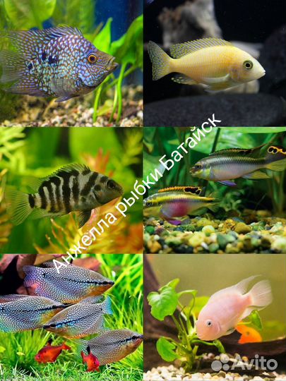 Самые красивые рыбки В батайске