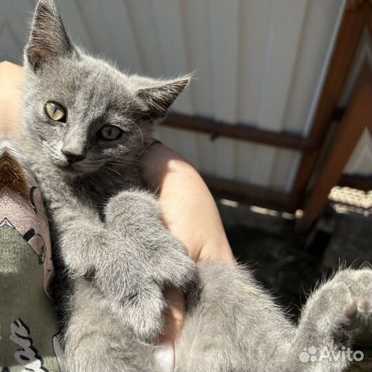 Котенок