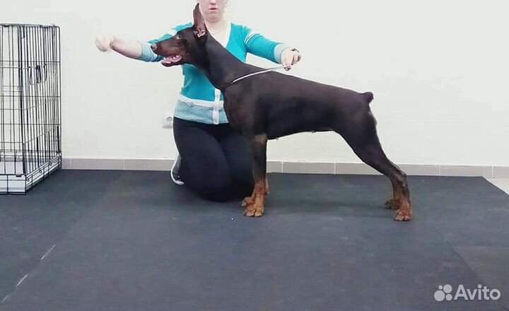 Хендлер / Подготовка собак / Выставки собак