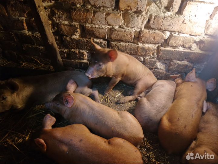 Молочные поросята