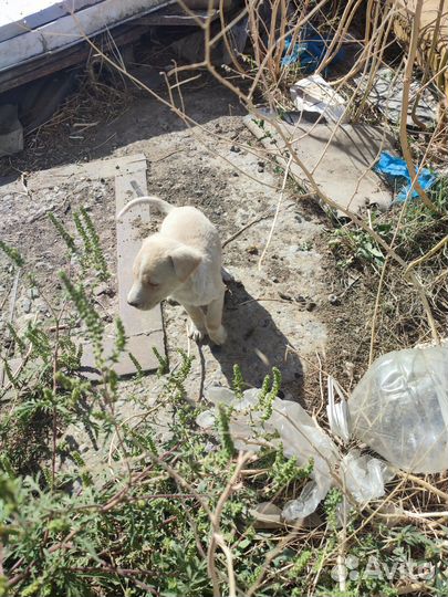 Собака в добрые руки щенок