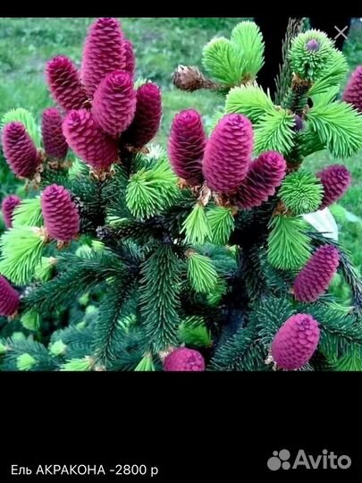 Хвойные растения, туи