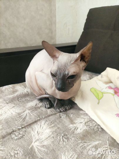 Донской сфинкс кошка