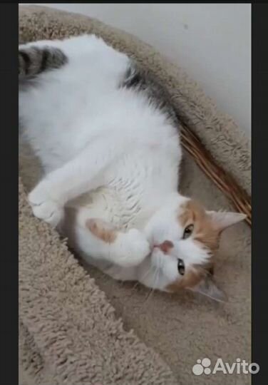 Кошка