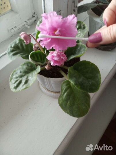 Фиалки(лист)