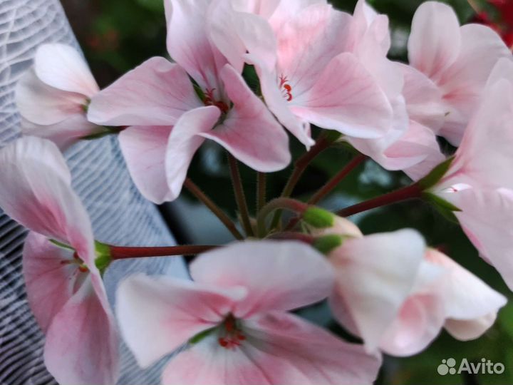 Герань пеларгония