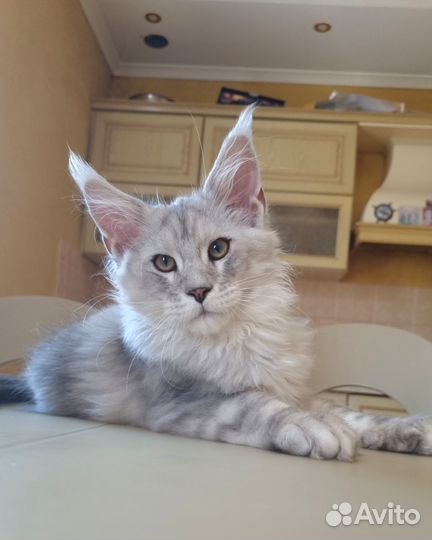 Котята мейн-кун