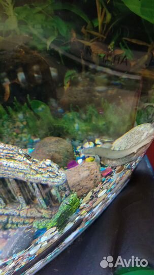 Полиптерус