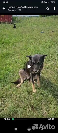 Собака и 3 щенка