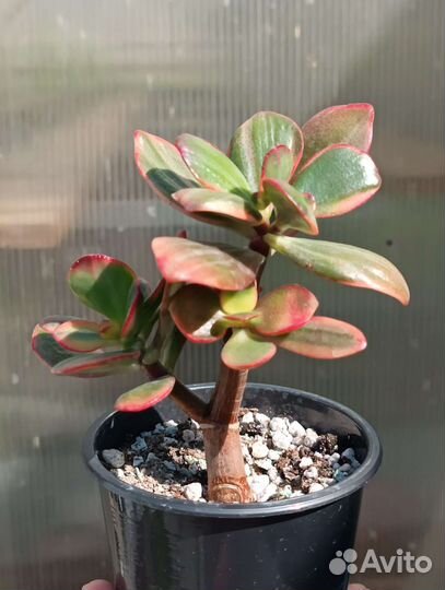 Крассула, денежное дерево, Crassula Hummels Ghost