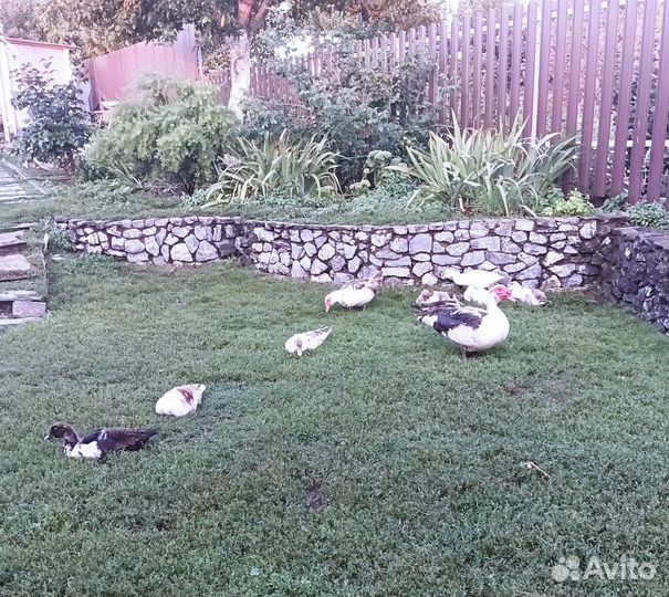 Мясо индоуток/гусей