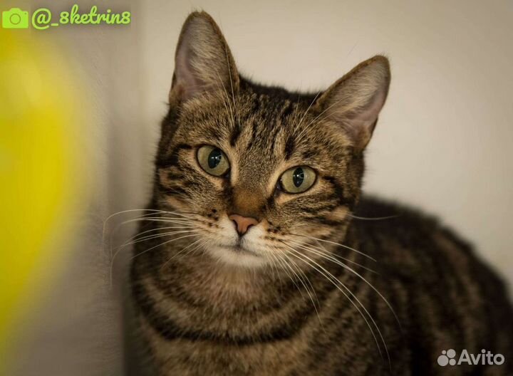 Отдам кошечку Аризону