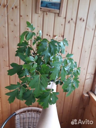 Циссус березка