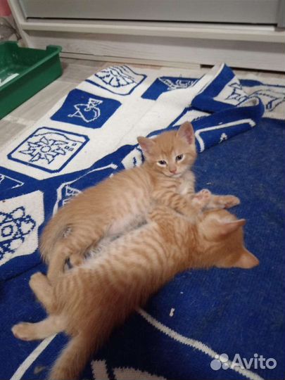 Котята, все мальчики