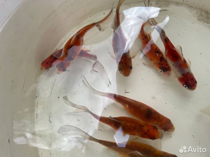 Декоративная рыба (похожа на карпа кои)