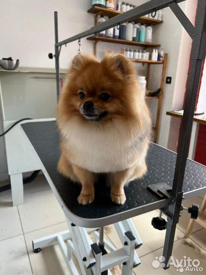 Жених,шпиц вязка