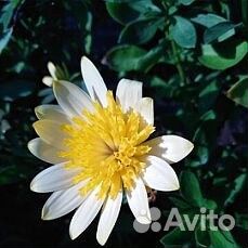 Остеоспермумы черенки. Часть 1