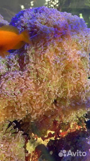 Продаю морской коралл эуфилия и ксения