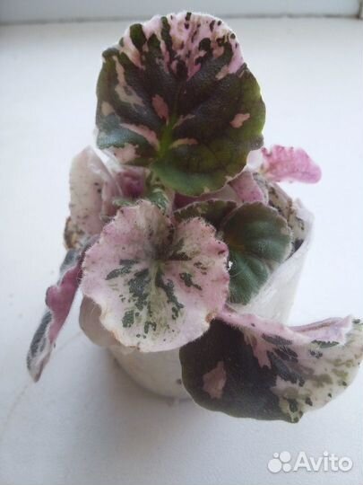 Домашние цветы