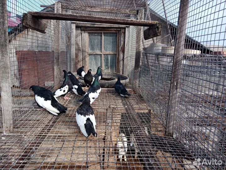 Голуби пакистанцы