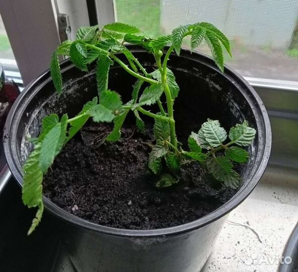 Тибетская малина