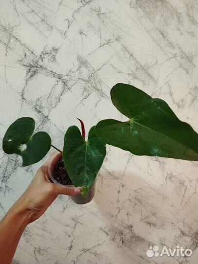 Антуриум красный