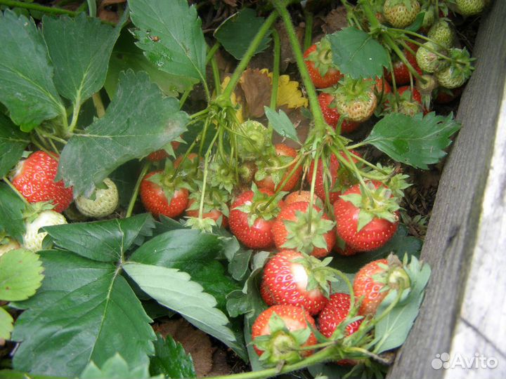 Рассада (усы) земляники (клубники)