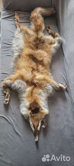 Шкуры лисы