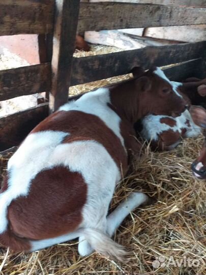 Телята бычки